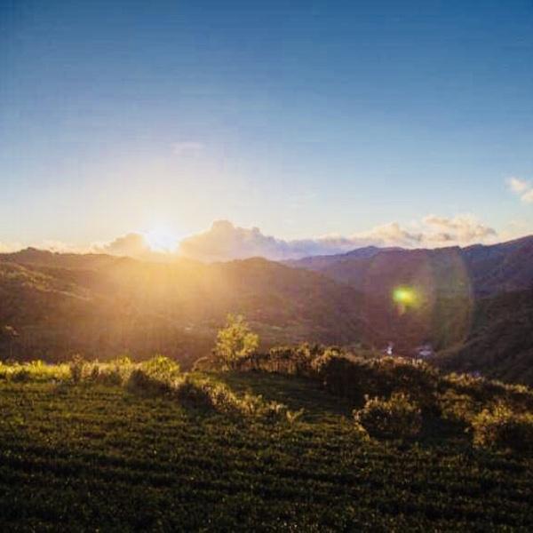 Sunrise Tour｜Dawn in Tea mountains (half day tour)