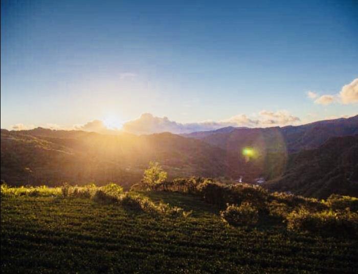 Sunrise Tour｜Dawn in Tea mountains (half day tour) 1